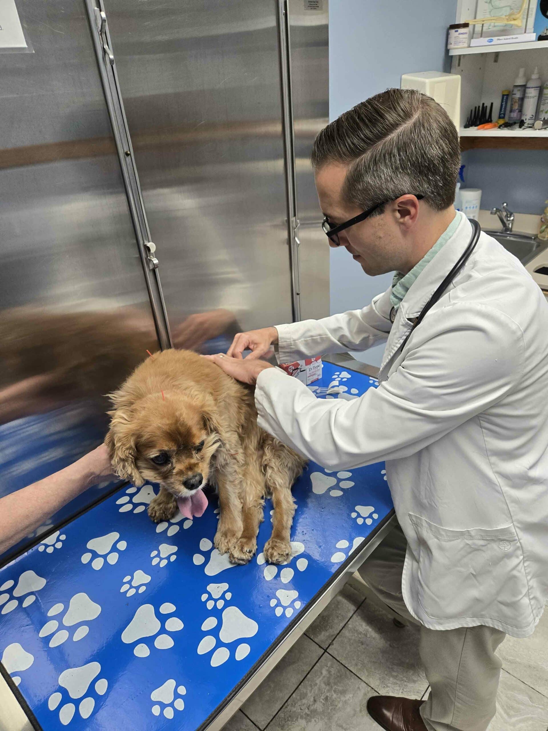 Acupuncture for Dogs and Cats in Duluth, MN