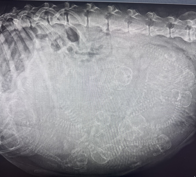 Advanced-Veterinary-Diagnostics 2