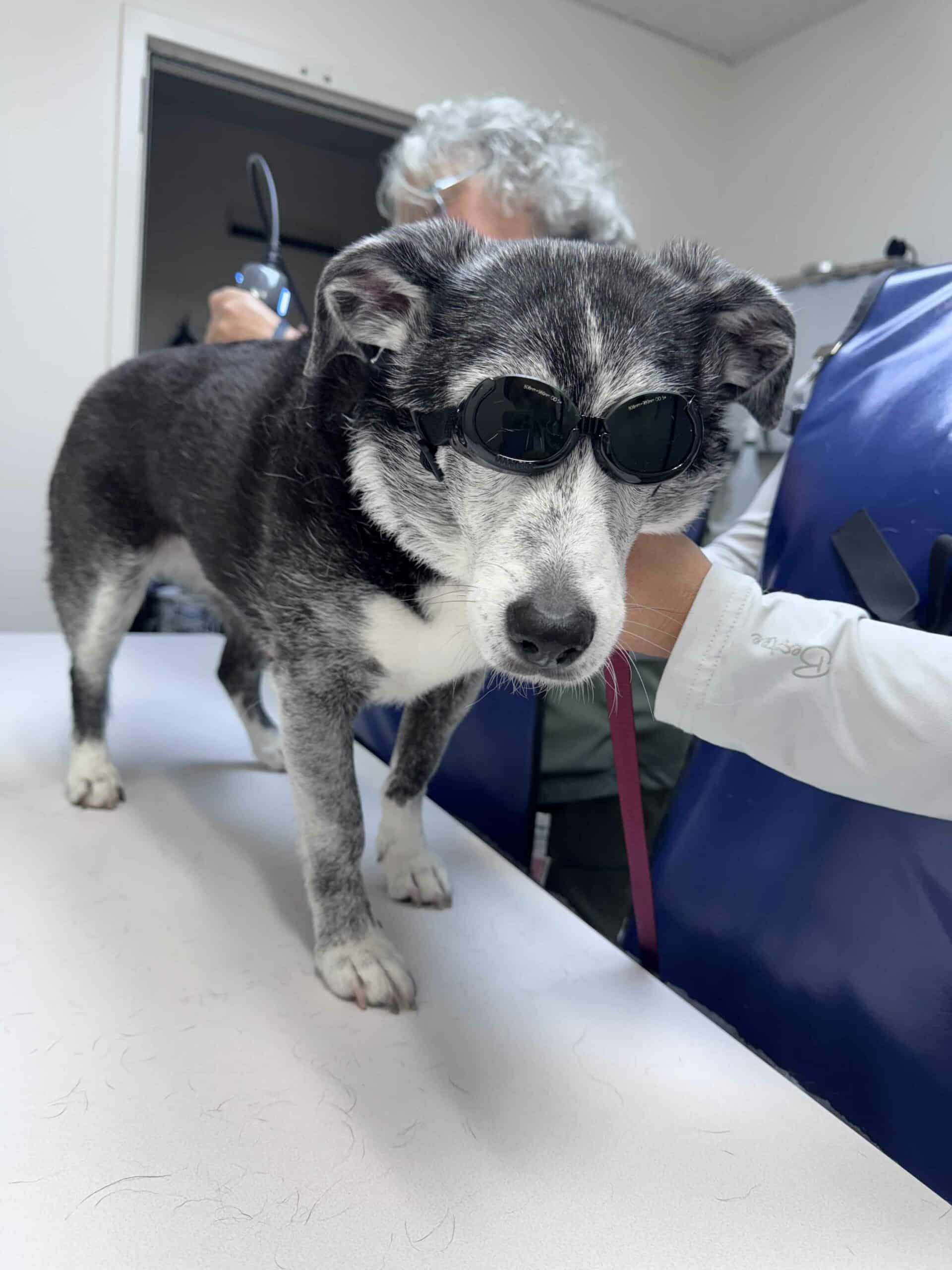Cold Laser Therapy for Dogs & Cats in Duluth, MN