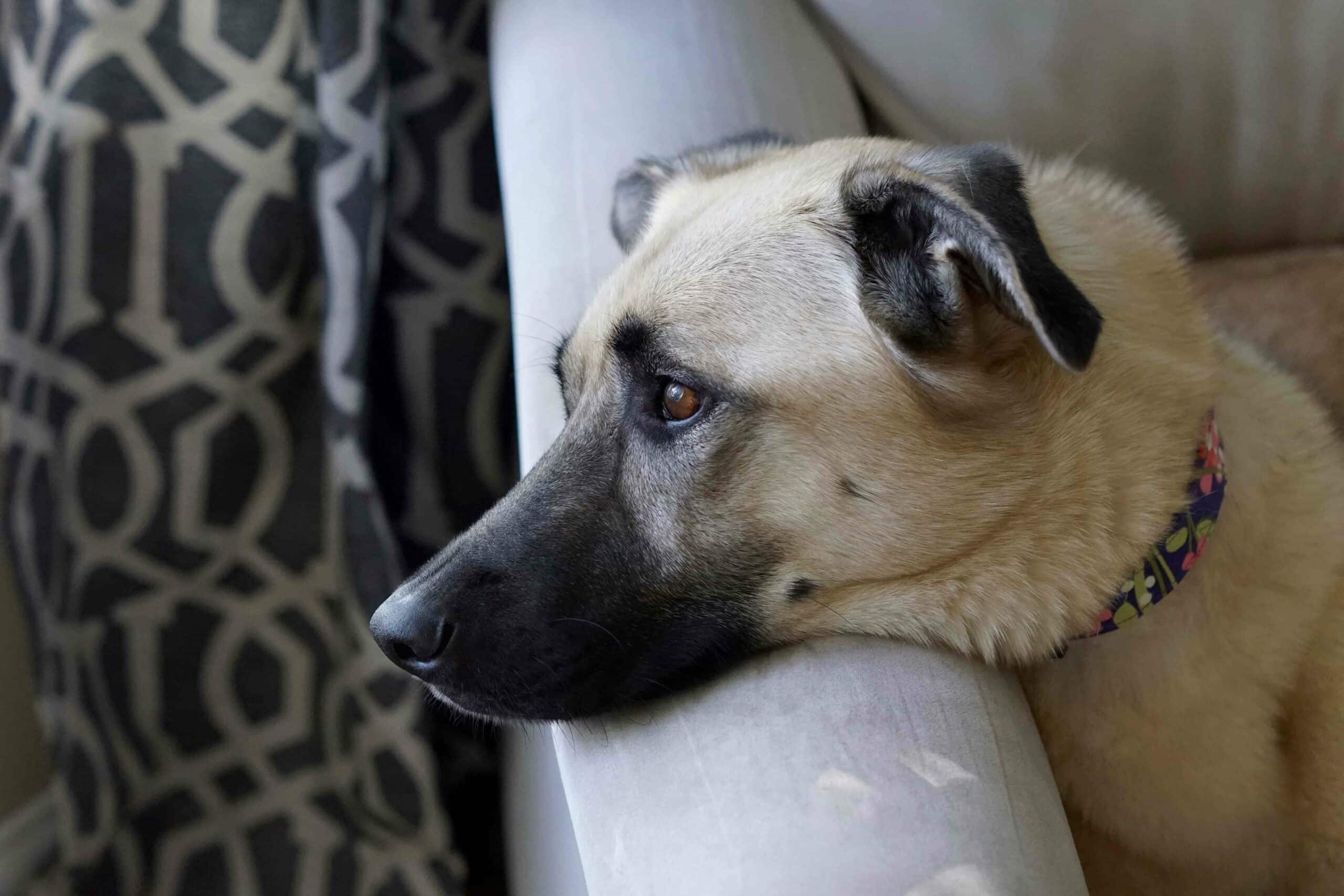 Separation Anxiety in Pets