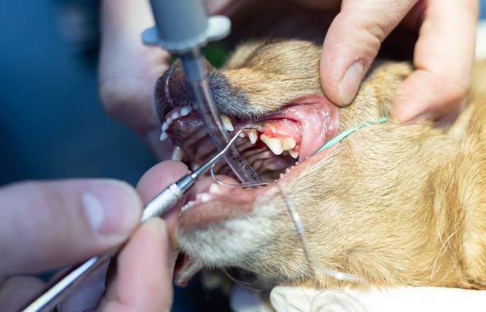 Veterinary Dentistry