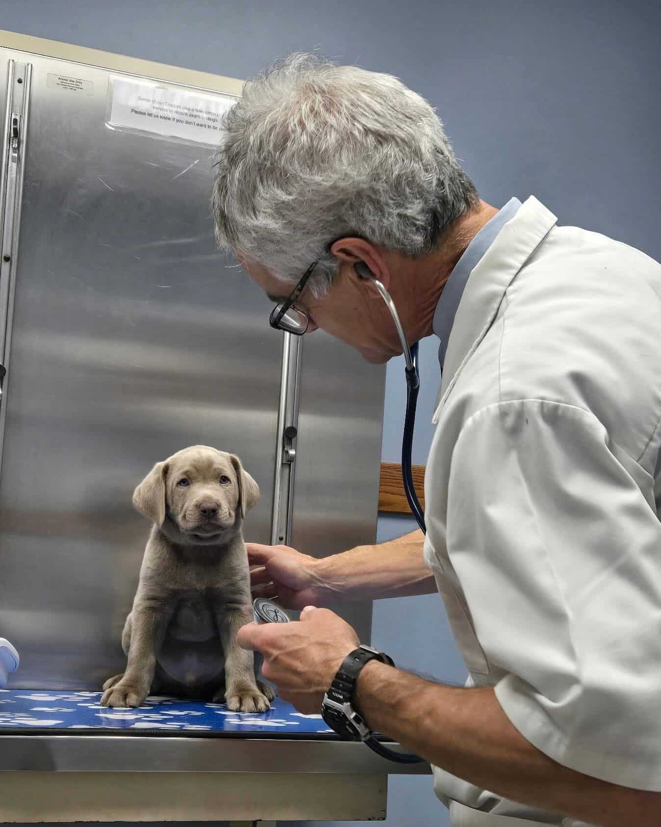 Wellness Exams and Preventive Care for Dogs and Cats in Duluth, MN